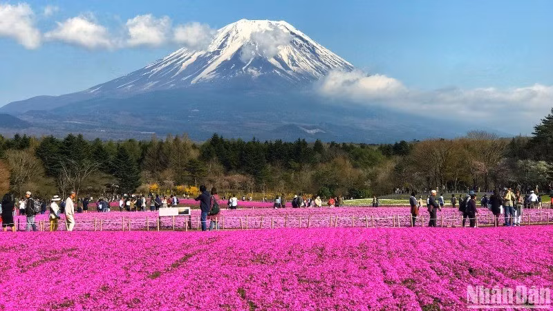 Japan remains one of the most popular destinations for Vietnamese tourists. (Photo: nhandan.vn)