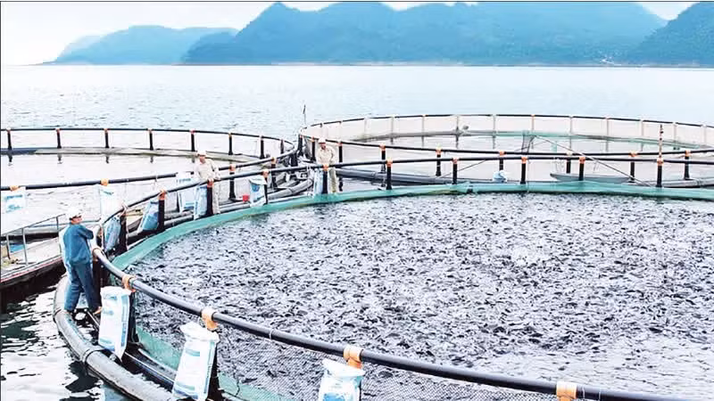 Norwegian-technology tilapia cage farming area operated by Mavin Group Joint Stock Company at Hoa Binh hydropower reservoir. (Photo: YEN BINH)