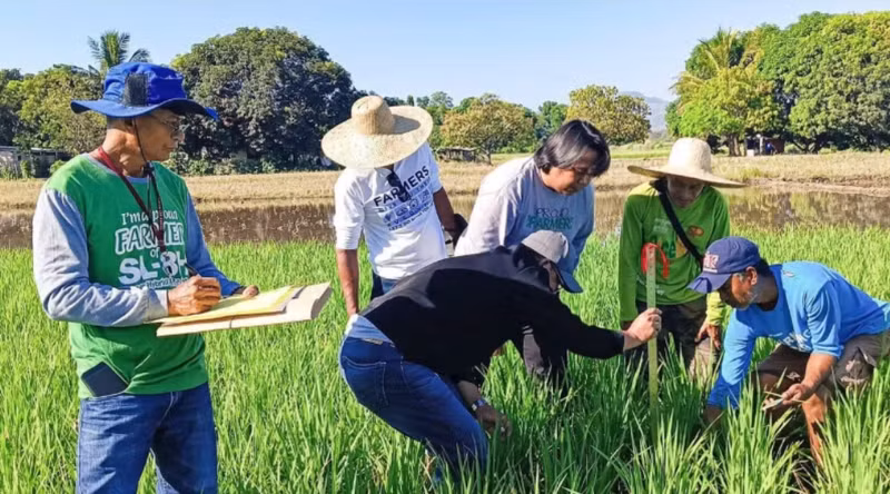 Philippine experts study ways to improve rice production efficiency. (Photo: PIA.GOV.PH)