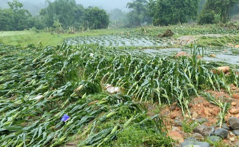 Large areas of crops are flattened and damaged following heavy rain from the night of May 18 into the early hours of May 19, 2026. (Photo published by VNA)