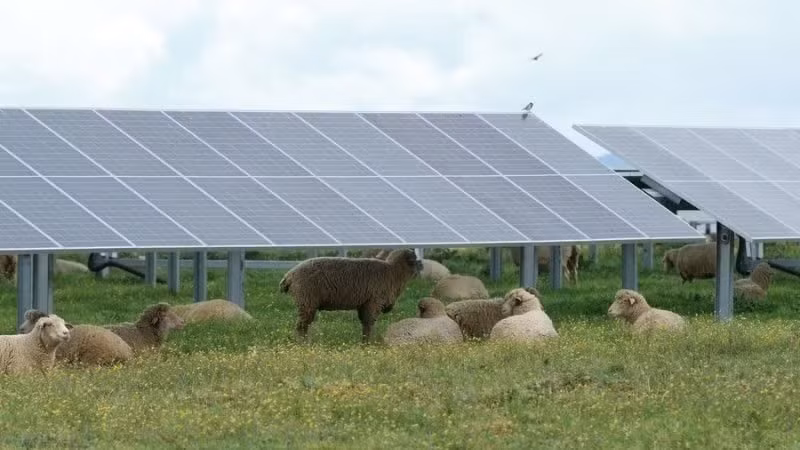 Solar panels at the Francisco Pizarro solar power plant in Caceres, Spain, in 2023. (Photo: Xinhua)