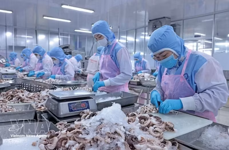 Workers process seafood for export. (Photo: VNA)