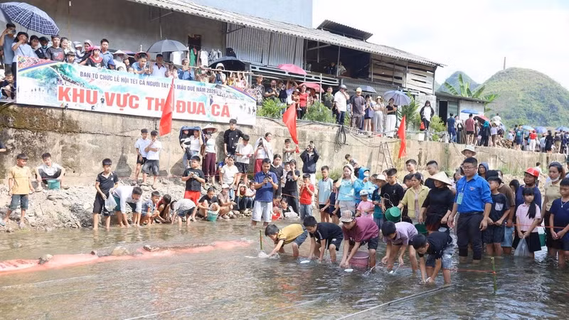 Fish racing is one of the distinctive activities at the Tay people's Fish Festival in Mau Due Commune, Tuyen Quang Province. (Photo: KHANH TOAN)