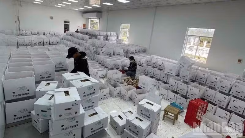 Over the past five months, an average of 28,500 enterprises were newly established or resumed operations each month. (Photo: HNV)