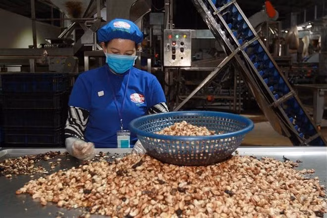 Processing cashew nuts for export. (Photo: VNA)
