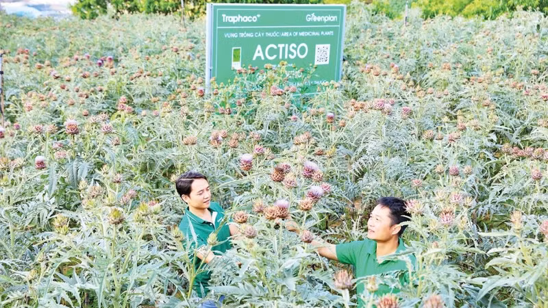 The artichoke growing area of Traphaco Sapa meets GACP-WHO standards. (Photo: HOANG TIEN)