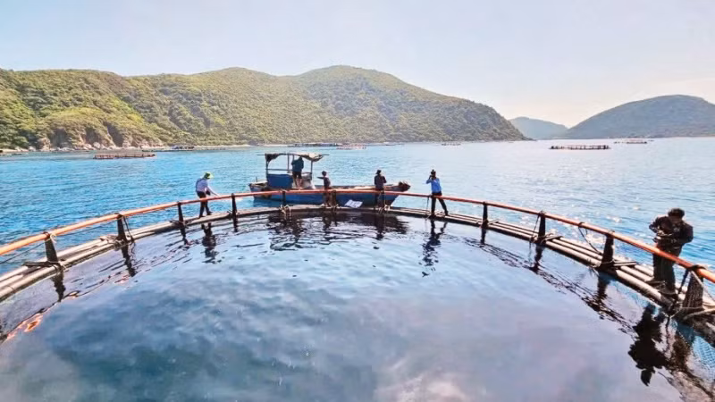 A high-tech marine aquaculture model in Khanh Hoa Province. (Photo: KIM SO)