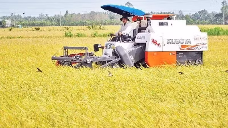 Harvesting ST25 rice, the variety that produces the world’s best rice, under a green farming model in Can Tho City. (Photo: NGUYEN PHONG)