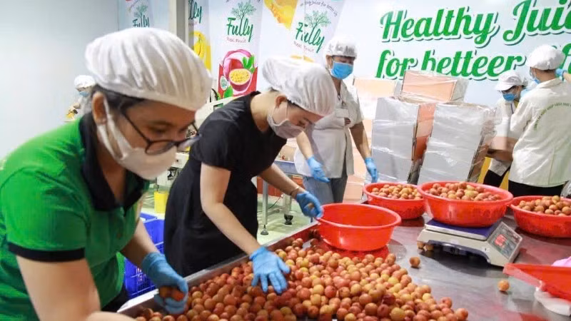Pre-processing lychee for export at Chanh Thu Fruit Import-Export Group Joint Stock Company. (Photo: MINH ANH)