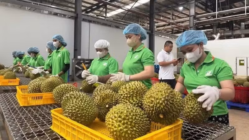 Viet Nam’s traceability system has so far been updated with information on about 18,000 products from 26 out of 34 provinces and cities, with the participation of 255 growing areas and 149 enterprises.