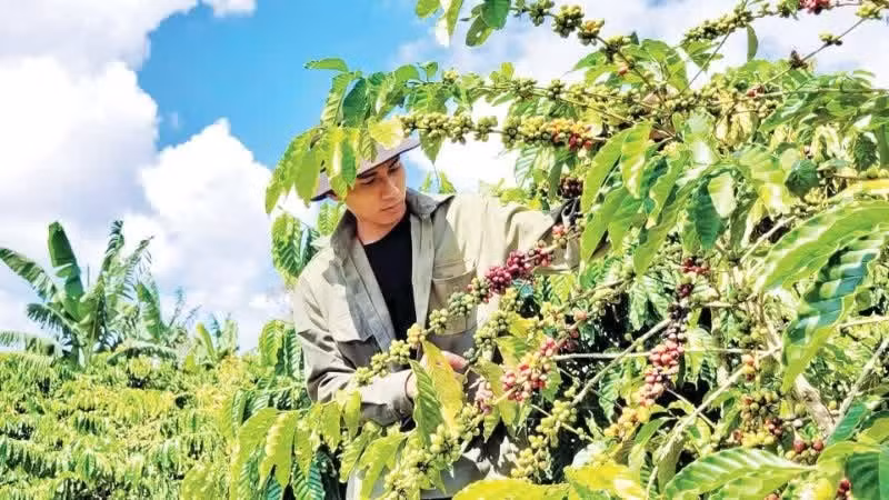 Coffee trees help people in Lam Dong Province improve their incomes.