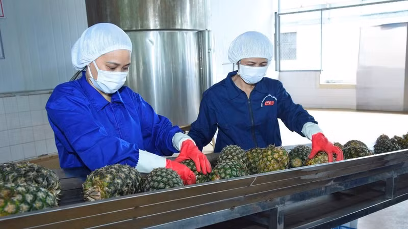 Pineapples are processed for export at Dong Giao Foodstuff Export Joint Stock Company. (Photo: DUC AN)