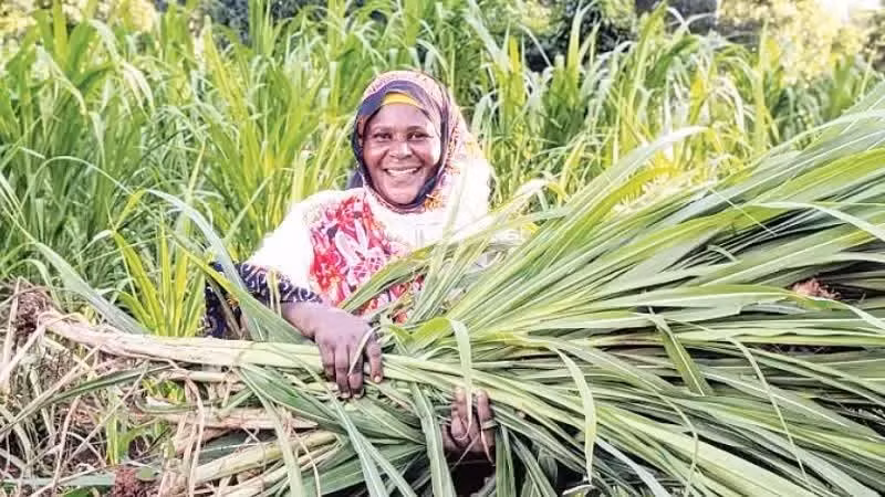 Farmers harvest crops in Tanzania. (Photo: XINHUA)