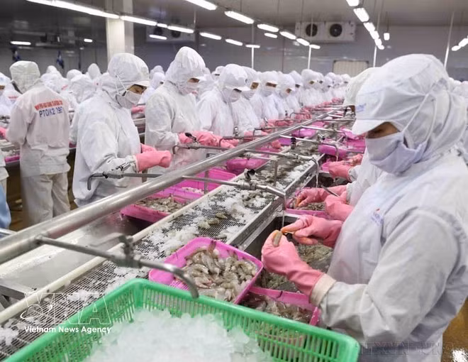 Aquatic products is a key foreign currency earner of Viet Nam (Photo: VNA)