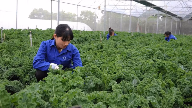 Organic kale being tended in a greenhouse at Hoa Vien Farm in Yen Xuan Commune, Ha Noi. (Photo: HOA VIEN)