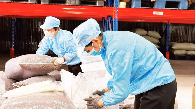 Packaging speciality coffee husk (cascara tea) for export at Simexco DakLak. (Photo: MINH ANH)