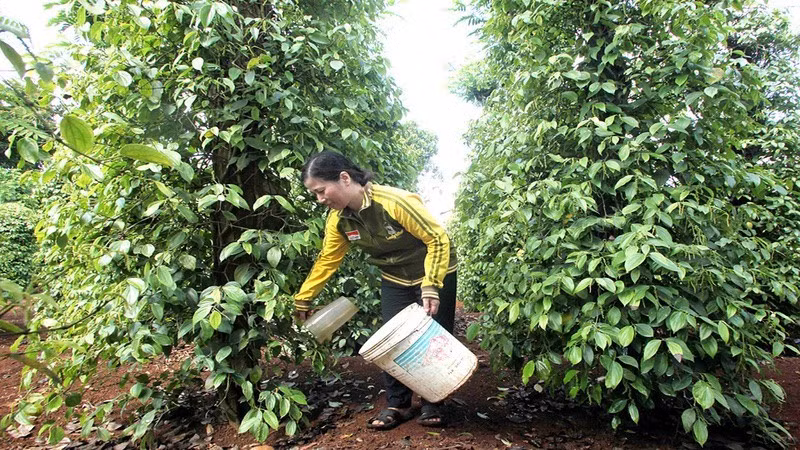 Farmers tend pepper plants in Dak Lak Province. (Photo: DUC ANH)