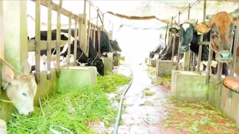 The plans aims to gradually build a modern, coordinated, effective, and efficient animal disease prevention and control system that meets international integration requirements and is compatible with the two-tier local government model.