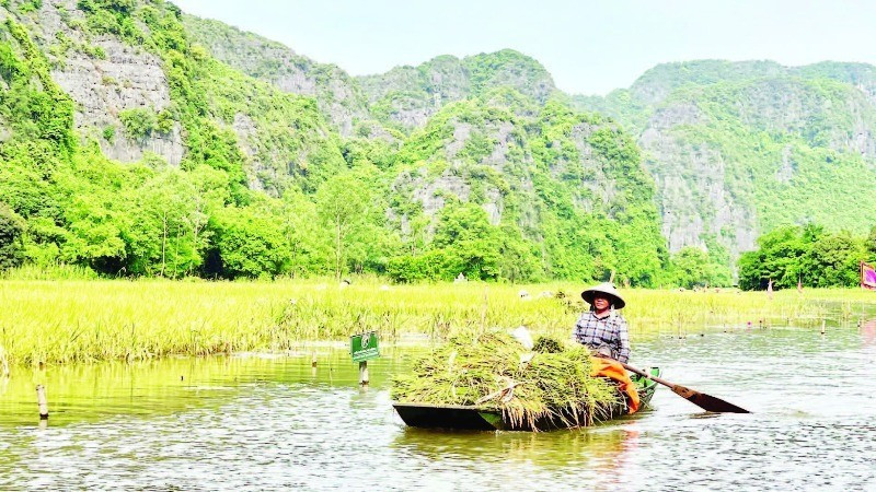 On Tam Coc fields, there are boats taking tourists for sightseeing, and the boats carry the joy of a golden harvest season.