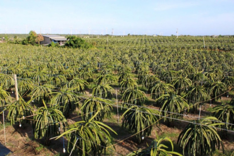 Many gardeners in Binh Thuan province use LED lights to grow dragon fruit.