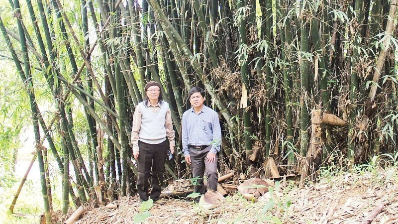 Officials from the Viet Nam Academy of Science and Technology on a research trip to study bamboo species in the Central Highlands. (Photo: DUY MINH)
