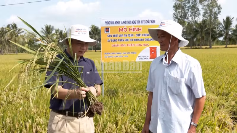 Farmers inspect the growth of rice plants. (Photo: VAN UT-TUNG ANH)