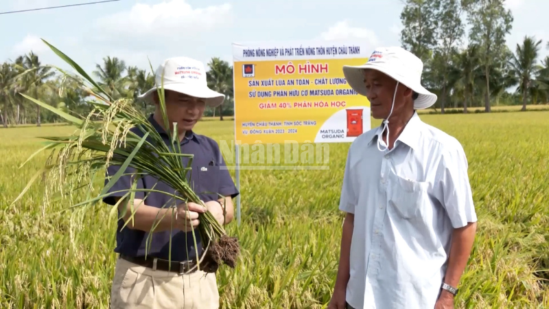 Farmers inspect the growth of rice plants. (Photo: VAN UT-TUNG ANH)