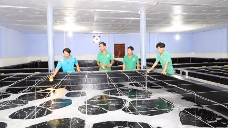 The technical department of a shrimp seed production enterprise in Ninh Thuan province checks the growth process of shrimp seeds during the nursery period.