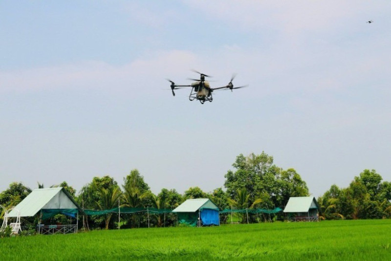 Using drones to spray pesticides in Thap Muoi District, Dong Thap Province. (Photo: MINH ANH)