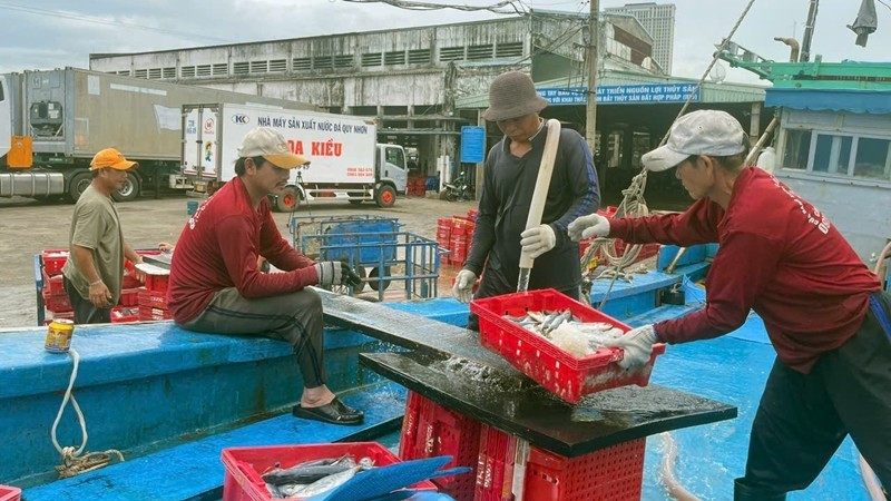 Connecting responsibilities between fishermen-fishing ports-traders is the key to helping Binh Dinh achieve high efficiency in the work of verifying the origin of aquatic products.