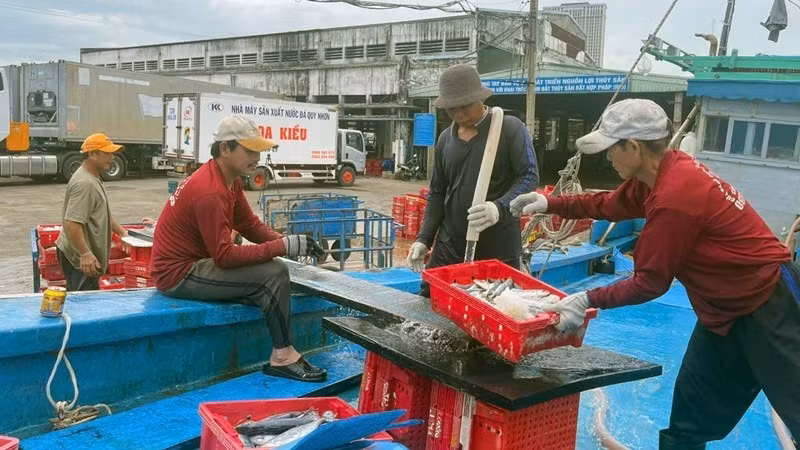 Connecting responsibilities between fishermen-fishing ports-traders is the key to helping Binh Dinh achieve high efficiency in the work of verifying the origin of aquatic products.