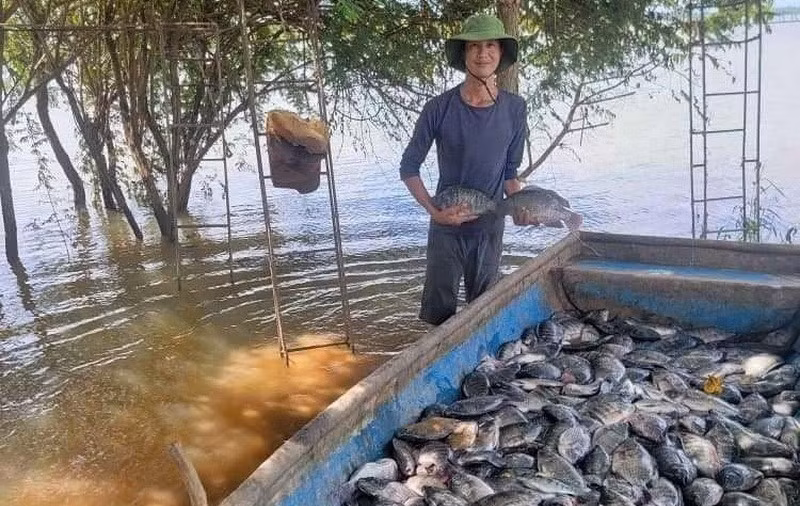 Harvesting cage-farmed tilapia (Photo: VNA)