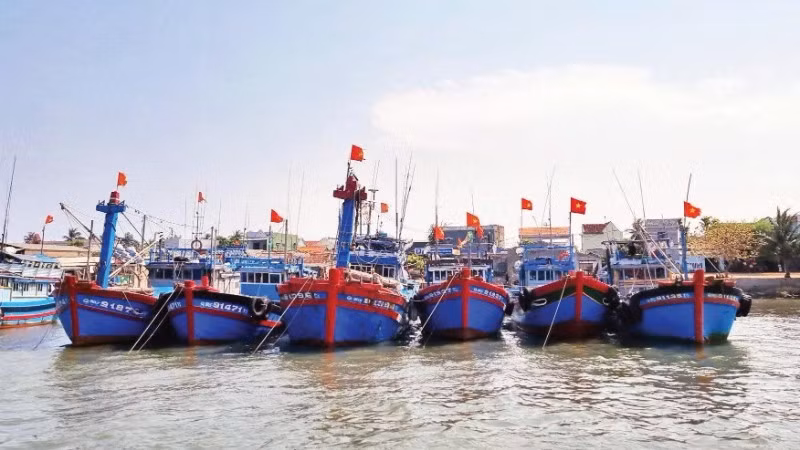 Quang Ngai Province strengthens inspection and control of fishing vessels entering and leaving ports to combat IUU fishing. (Photo: LUU HUONG)