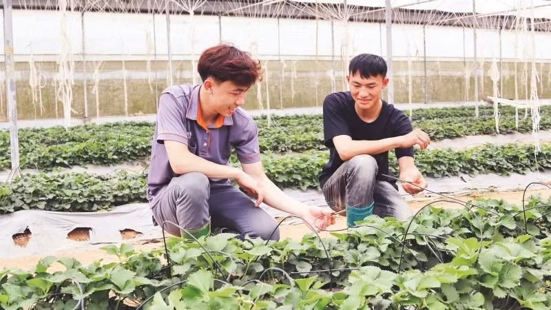 Members of the Moc Chau Youth Cooperative in Son La province inspect the drip irrigation system in their strawberry garden.