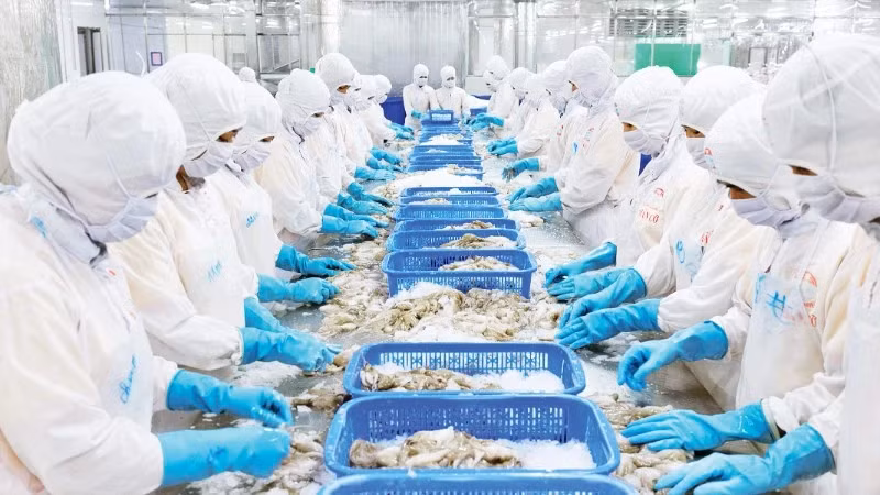 Seafood processing for export at the factory of Kien Cuong Seafood Processing and Export-Import Joint Stock Company, An Giang province. (Photo: PHU CUONG)