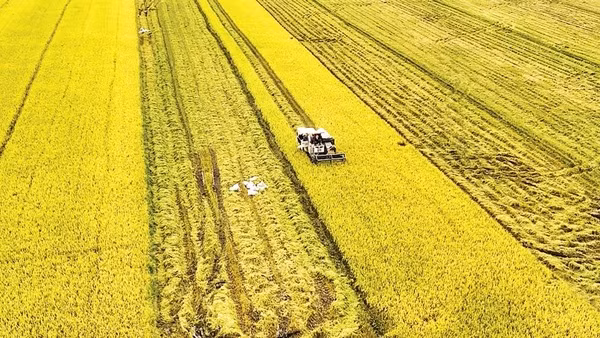 Rice harvesting in An Giang province. (Photo: VNA)
