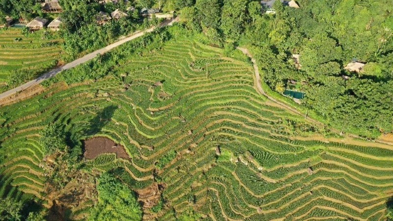 Pu Luong in the ripened rice season. (Photo: nhandan.vn)