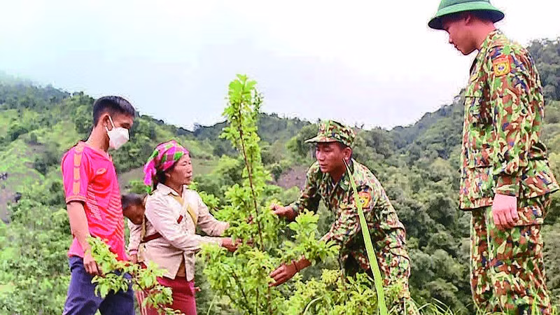 Border guards at Pa U Station (Lai Chau Province) guide people to plant fruit trees on sloping land.