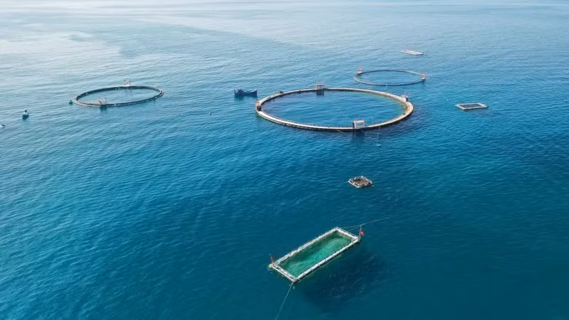 HDPE cage technology is helping aquaculture farmers in Khanh Hoa Province pivot from a mindset of small-scale farming to the frontier of high-tech mariculture.