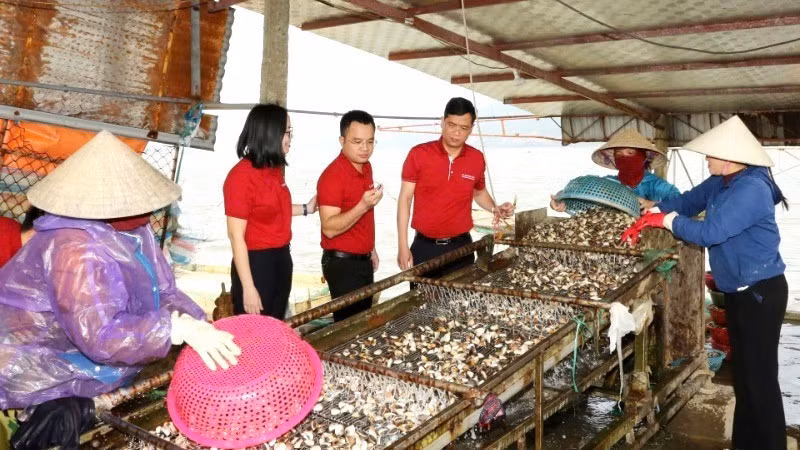 The Loan Hoan Cooperative for aquaculture, purchasing, and exporting seafood (Loc Ha, Ha Tinh) has had the opportunity to expand its production scale thanks to a loan from Agribank. 