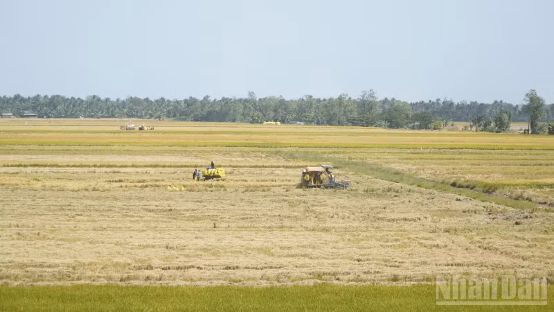 Can Tho City is entering the 2025-2026 winter-spring rice harvest season.