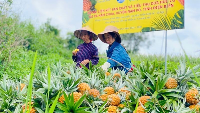 Ethnic minority households in Nam Chua commune, Nam Po district harvest pineapples.
