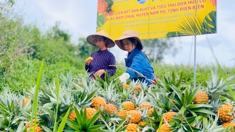 Ethnic minority households in Nam Chua commune, Nam Po district harvest pineapples.