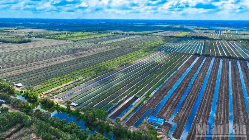 Pineapple raw material area in Dong Thap Muoi (Dong Thap province).