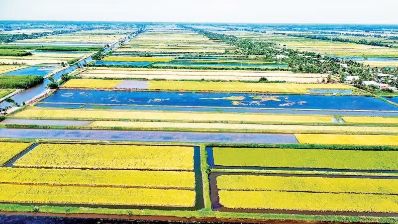 Ecological rice cultivation model on rice-shrimp farming land in Ca Mau Province.