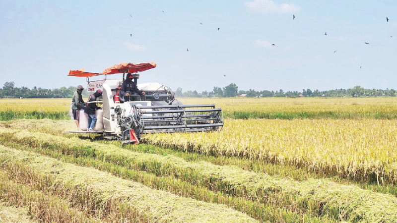 Farmers in An Giang Province harvest rice grown under the model of the 1 million hectare low-emission rice project. (Photo: Quoc Trinh)