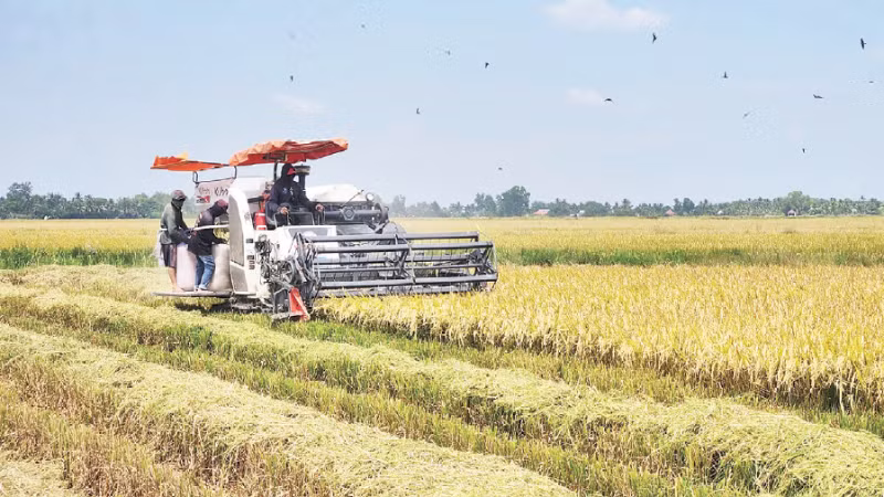 Farmers in An Giang Province harvest rice grown under the model of the 1 million hectare low-emission rice project. (Photo: Quoc Trinh)
