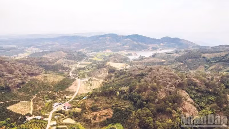 A forest in Phan Son Commune, Lam Dong Province.