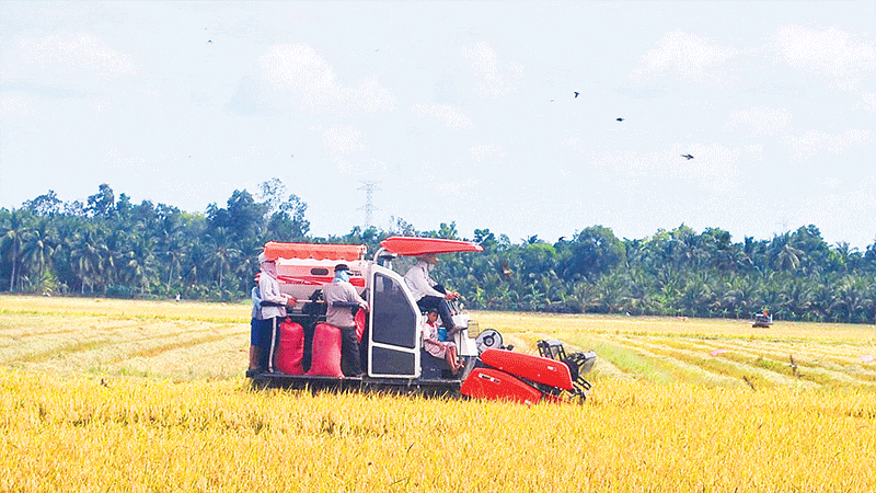 Combine harvesters harvesting high-quality rice in Chau Thanh Commune, Vinh Long Province.