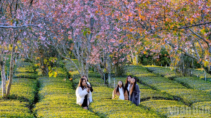 The blossoms are now at full bloom. From the city centre to its outskirts, shades of pink blanket the highland skies.